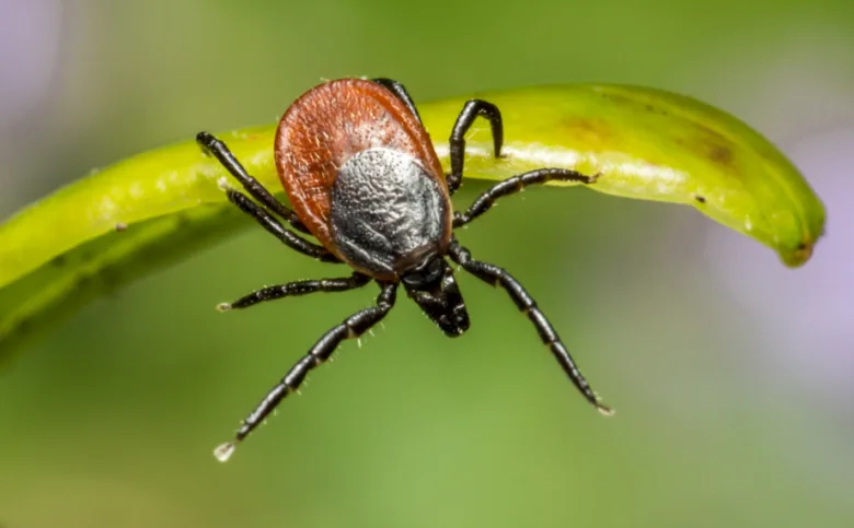 Tick on leaf