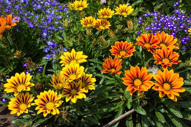 Gazania flowers in bloom
