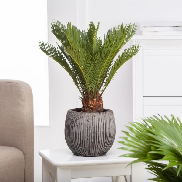 Potted cycad plant