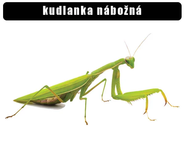 Zelená modlitební moucha (kudlanka nábožná) na bílém pozadí.