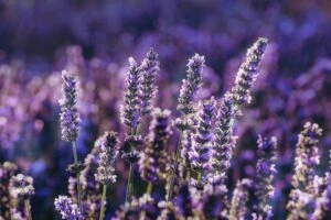 Lavender field close-up