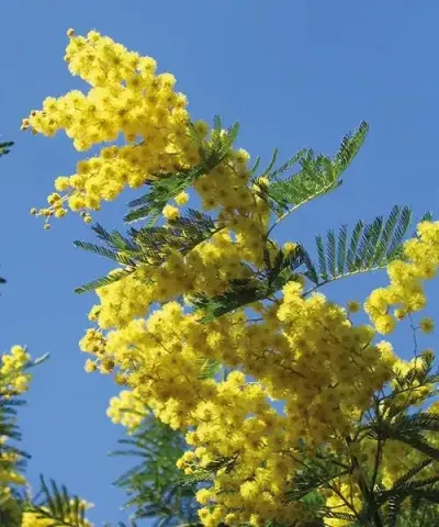 Yellow mimosa flowers