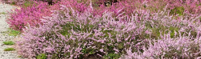 Calluna vulgaris in bloom