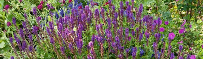 Purple flowering plants