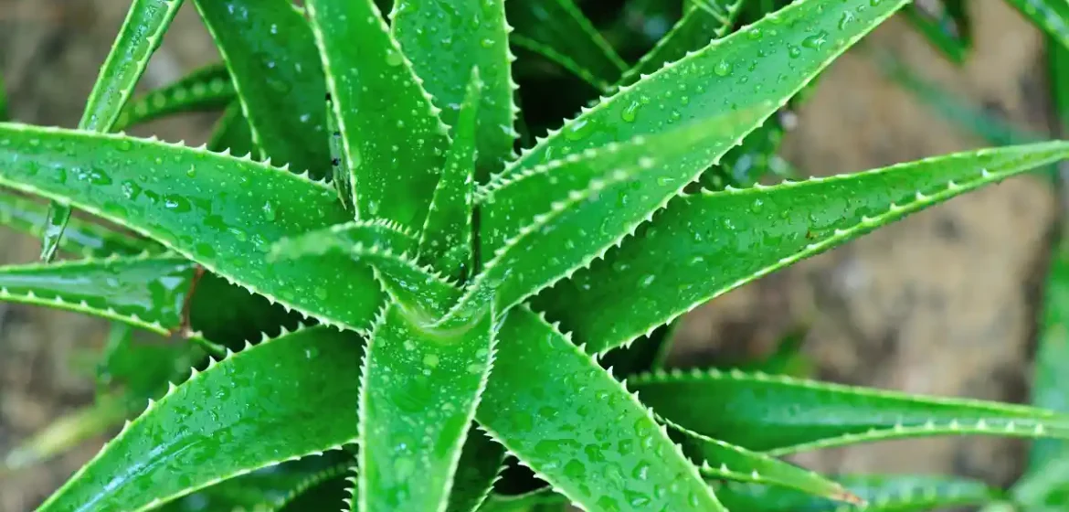Zelená rostlina Aloe vera s kapkami vody na listech.