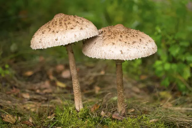 Dvě bedle s hnědými klobouky rostoucí na zemi v lese.
