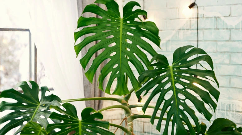Zelená pokojová rostlina monstera s velkými listy.