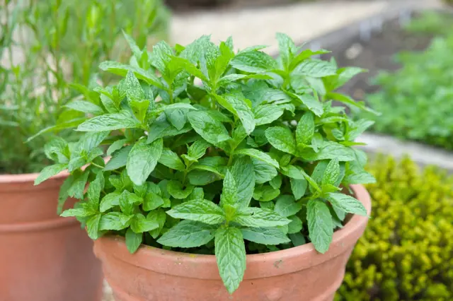 Potted mint plant