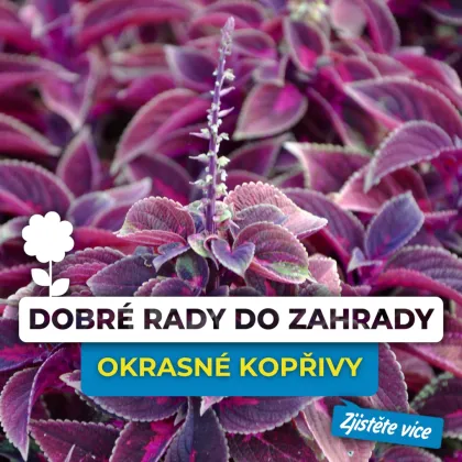 Fotografie okrasné kopřivy s fialovými listy a květem.