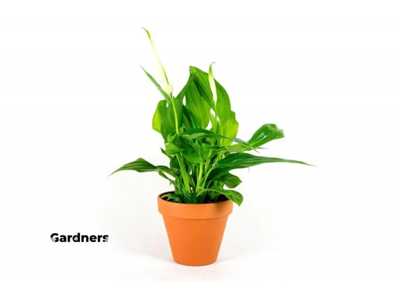 Zdravá rostlina spathiphyllum v oranžovém květináči na bílém pozadí.