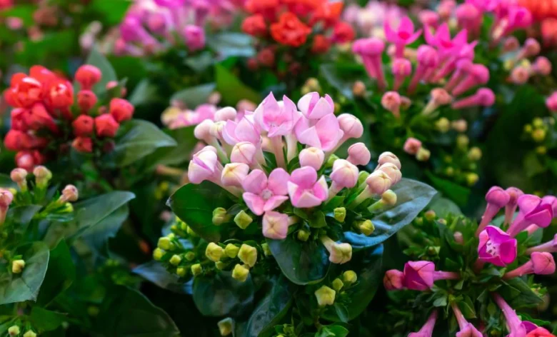 Rostoucí kalanchoe s květy v růžové a červené barvě.