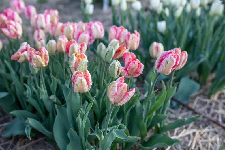 Rostoucí růžovo-bílé tulipány v zahradním posteli s listy.