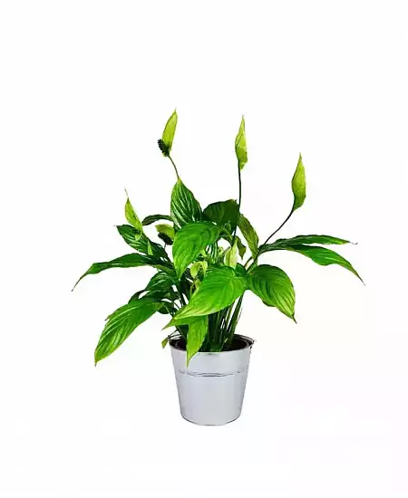 Kvetoucí pokojová rostlina Spathiphyllum v bílém květináči na čistém pozadí.