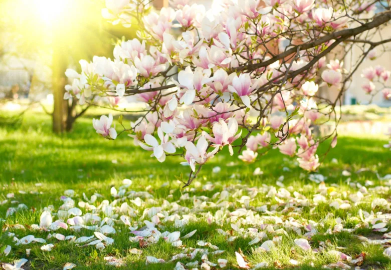 Rozkvetlé růžové magnolie s padajícími květy na zelené trávě.
