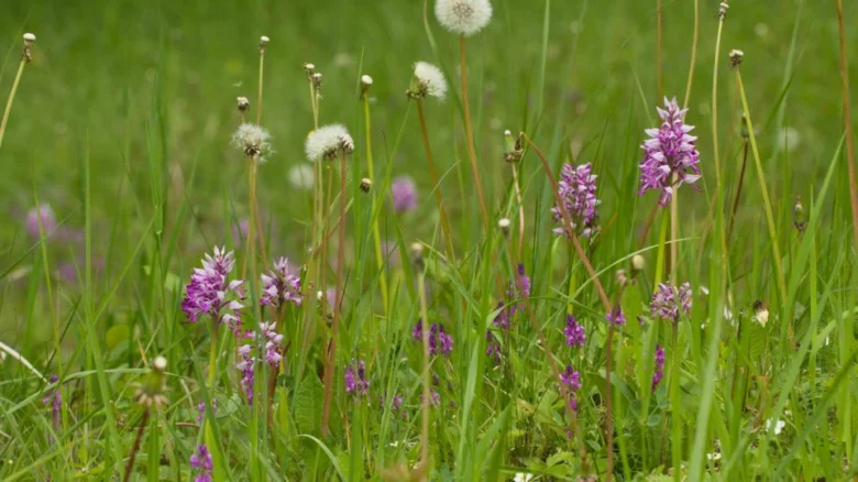 Fialové orchideje rostou v zelené trávě na louce.