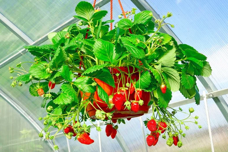 Hanging strawberry plant with fruit
