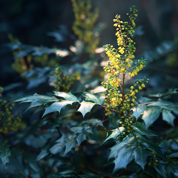 Mahonia plant with yellow flowers and spiky leaves