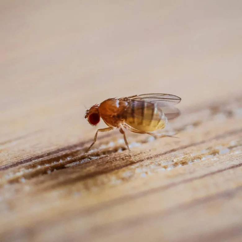 Fruit fly on wood surface