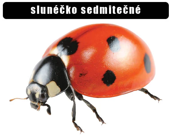 Fotografie sedmitečného sluníčka na bílém pozadí.