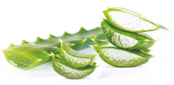 Svěžé listy aloe vera nakrájené na plátky s viditelnou gelem.