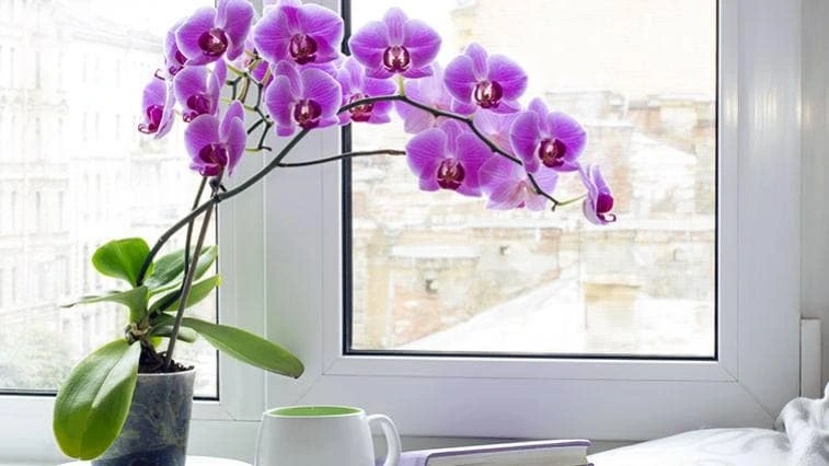Purple orchid in pot by window