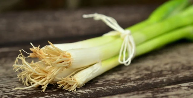 Spring onions with roots and string tie