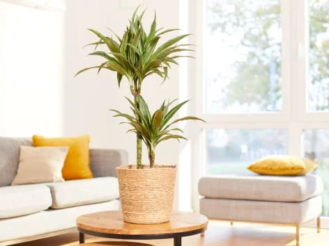 Dracena rostlina v květináči na stole.