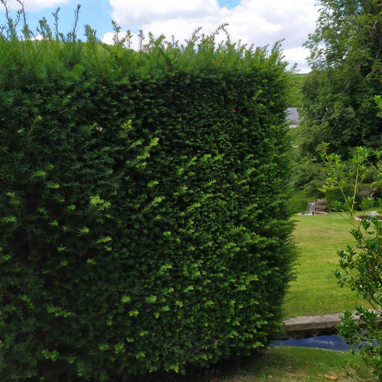 Hustý živý plot z neopadavého keře v zahradě.