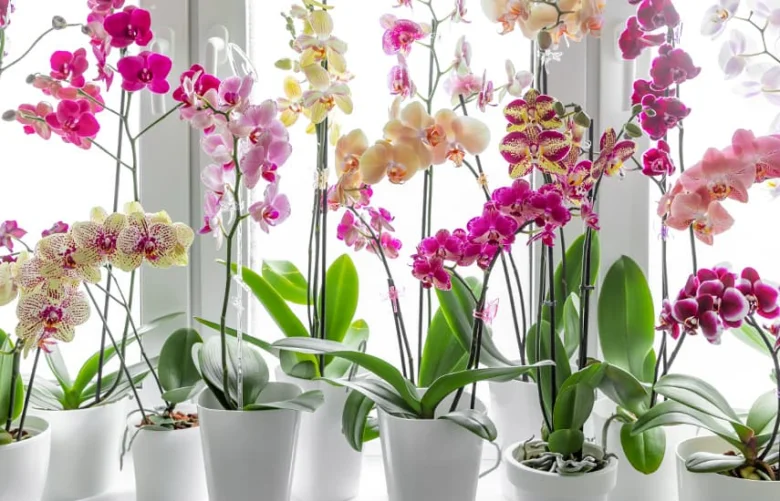 Květy orchidejí v hrncích na okenním parapetu uvnitř domu.