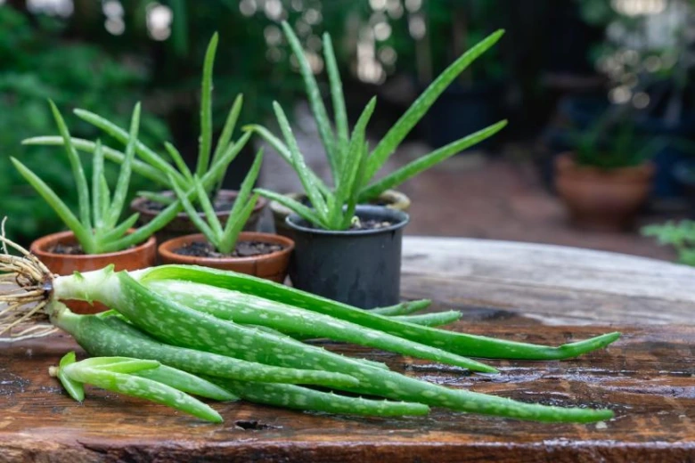 Aloevera rostliny v hrncích s čerstvými listy na dřevěném stole.