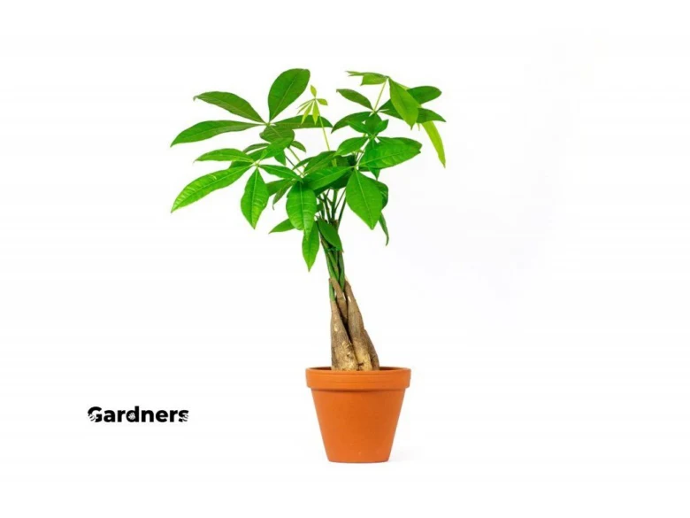 Pachira plant in pot