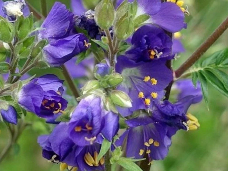 Modré květy jirnice modrá rostou na zelených stoncích.