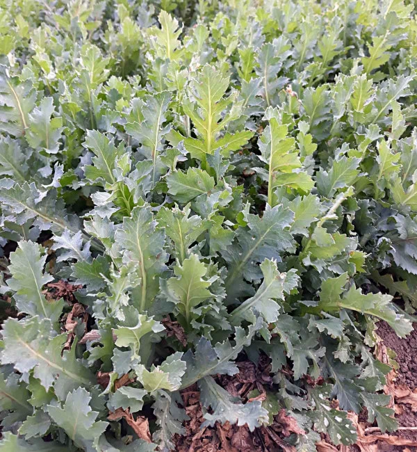 Zelené listnaté rostliny v zahradě s hustou vegetací.