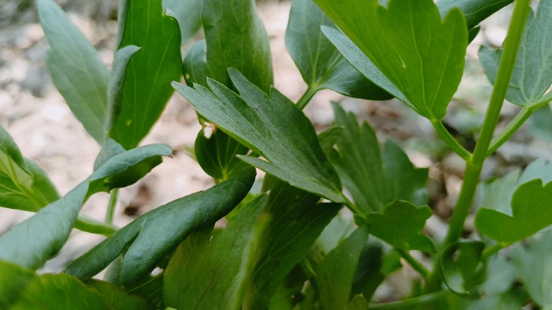 Parsley plant leaves
