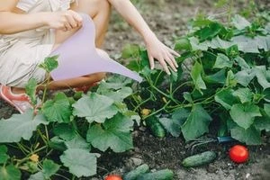 Osoba zalévá okurky hadovka venku z fialové konvice.