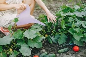 Osoba zalévá okurky v zahradě mezi zelenými listy.