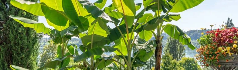 Banana plant in pot