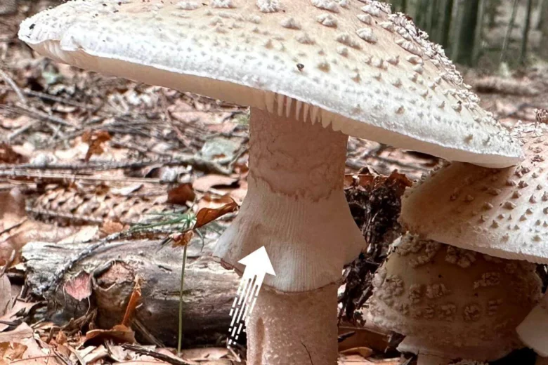 Blízký záběr na muchomůrku růžovka v přírodě s bílou kloboukem a skvrnami.