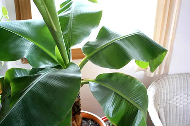 Potted banana plant indoors