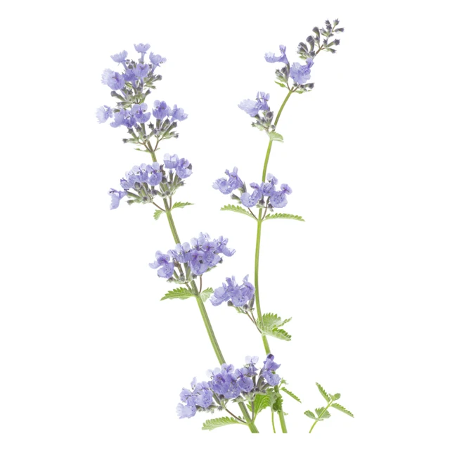 Catnip plant flowers