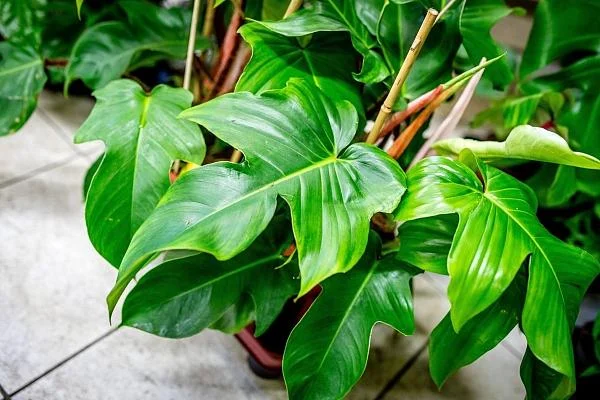 Zelené listy pokojové rostliny philodendron v květináči.