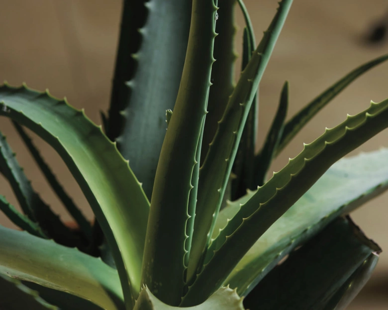 Blízky pohled na listy rostliny Aloe vera.