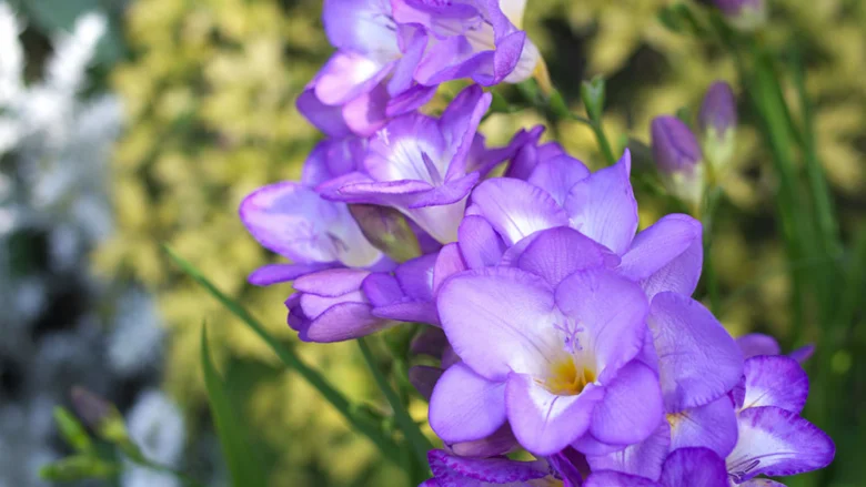 Purple freesia flowers in pot