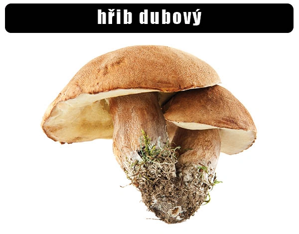Fotografie českého houby s kořenem a mechem na bílém pozadí.