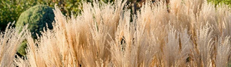 Ozdobnice čínská miscanthus s květy v zahradním prostředí.