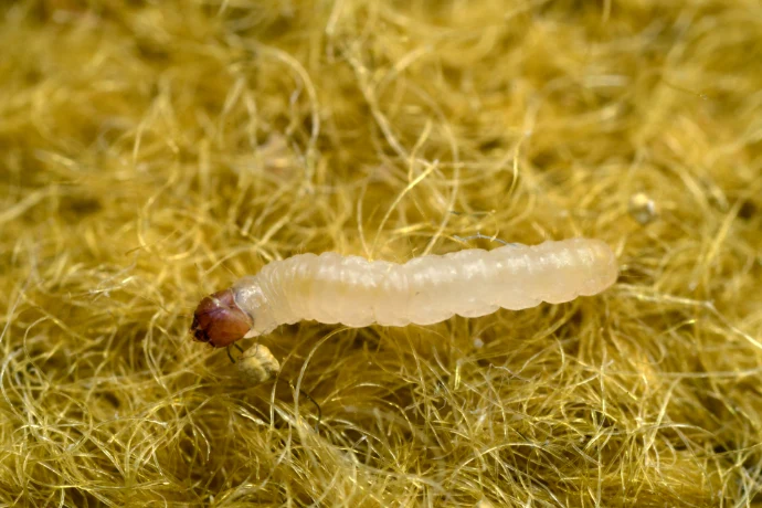 Clothes moth larva
