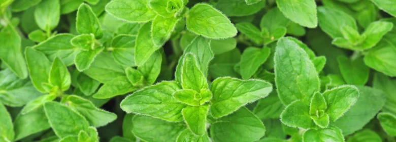 Oregano plant leaves