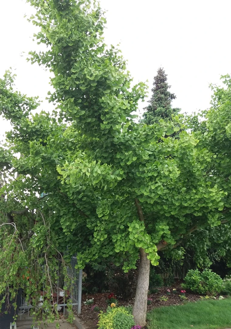 Mature ginkgo biloba tree s fanning leafy branches v zahradě