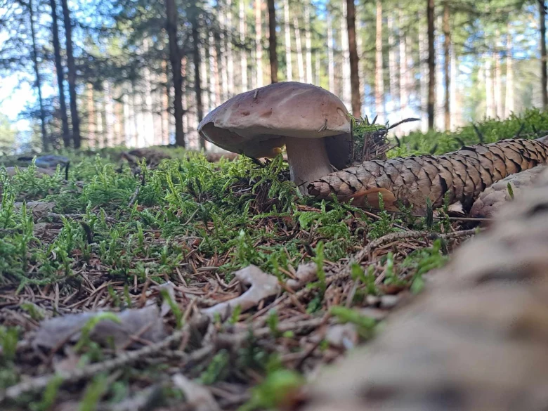 Hřib rostoucí v mechu pod borovicí v lese.