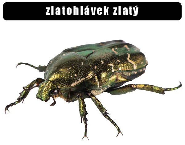 Detailní fotografie zeleného zlatohlavce na bílém pozadí.